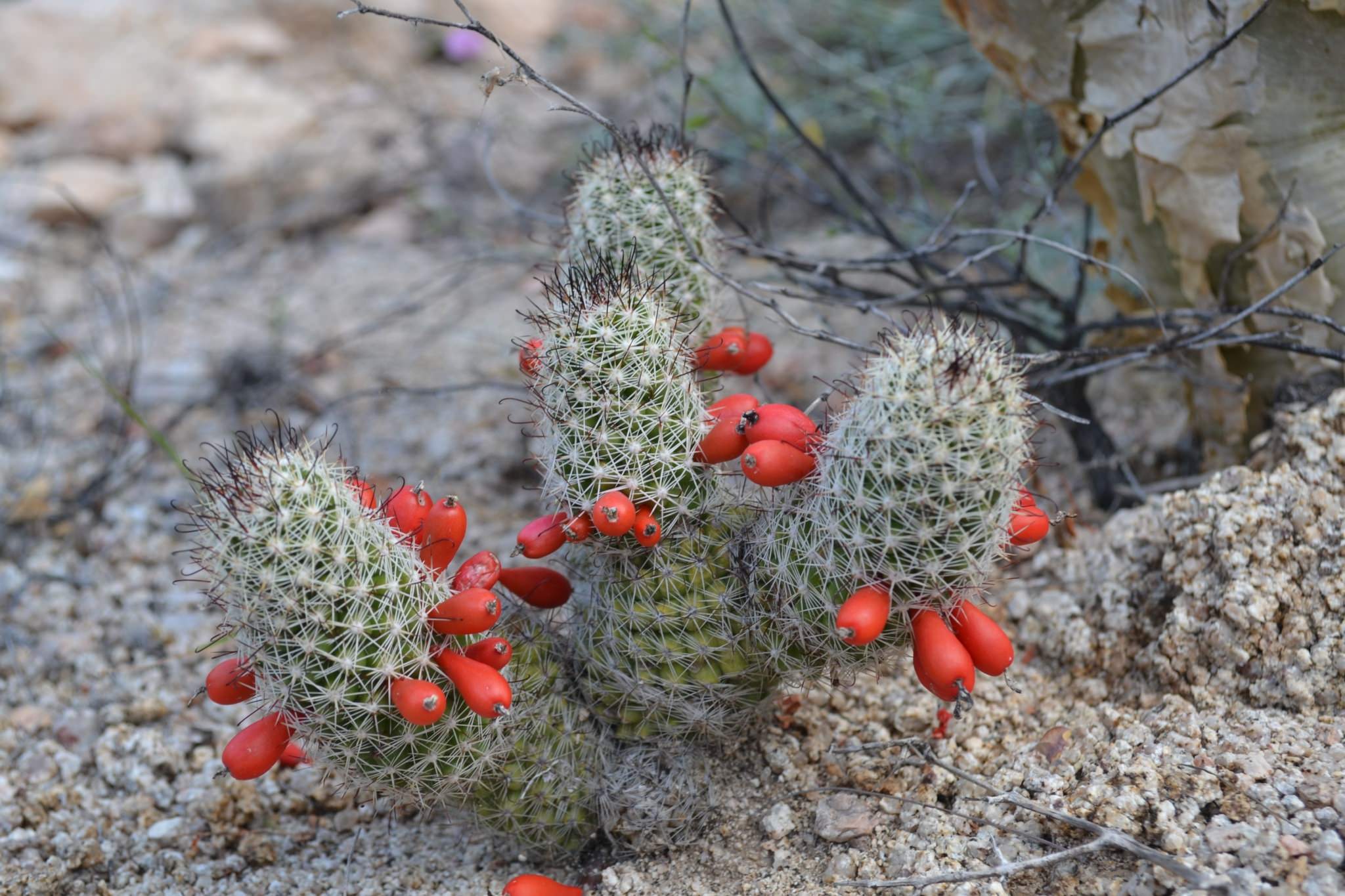 Mammillaria armillata